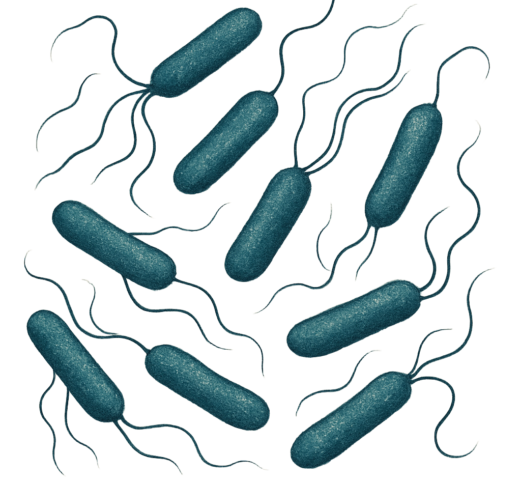 Acinetobacter baumannii  - ATCC BAA-1605